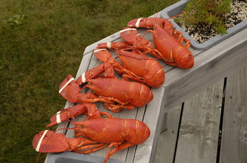 Bailey Island lobsters cooked.jpg