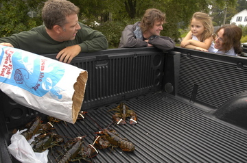 Bailey Island lobsters uncooked.jpg