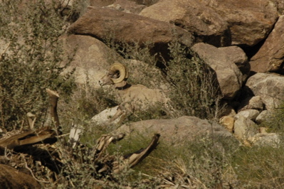 Borrego bighorn.jpg