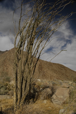 Borrego ocotillo.jpg