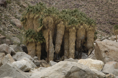 Borrego palm oasis.jpg