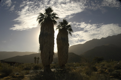 Borrego palm sunset.jpg