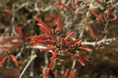 Borrego red flowers.jpg