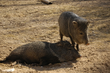 Carlsbad javelina.jpg