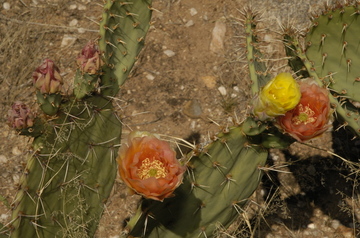 Catalina corsage.jpg