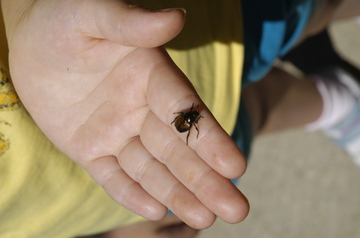 Charlotte Japanese beetle.jpg