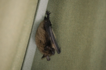 Charlotte bat.jpg