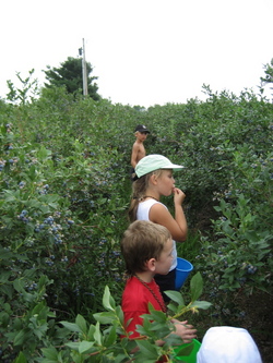 Charlotte blueberry picking.jpg