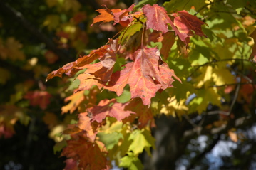 Charlotte foliage.jpg