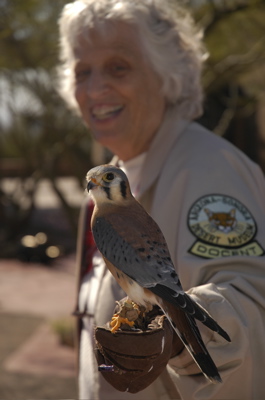 Desert Museum kestrel.jpg