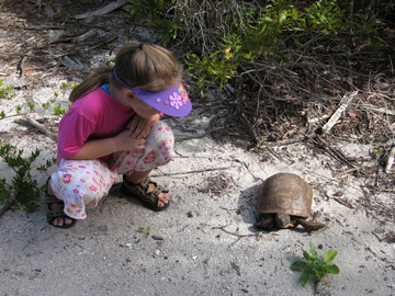 Egmont Key tortoise.jpg