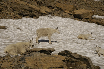 Glacier goats.jpg