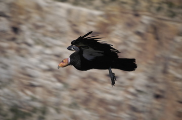 Grand Canyon Condor 1.jpg