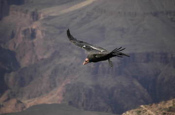 Grand Canyon condor 2.jpg