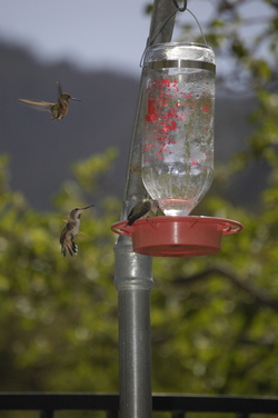 Hereford hummers.jpg