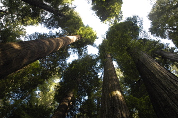 Humboldt redwoods.jpg