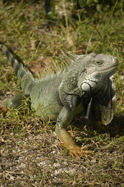 Keys iguana.jpg