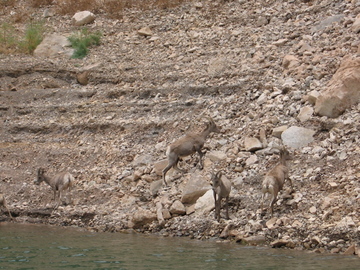 Lake Mead pronghorns.jpg