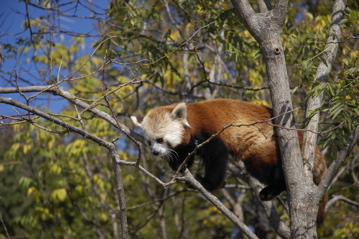 National Zoo red panda.jpg