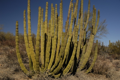 Orpi cactus.jpg
