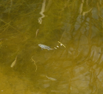 Orpi pupfish.jpg