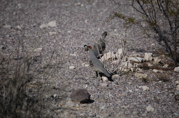 Orpi quail.jpg