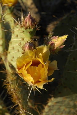Picacho cactus flower.jpg