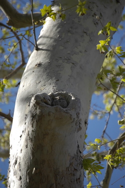 Ramsey Canyon owl.jpg