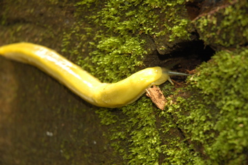 Redwoods banana slug.jpg