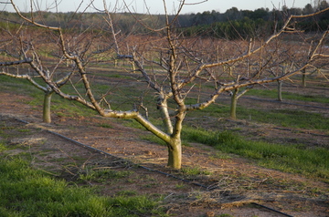 Ruston peach trees.jpg