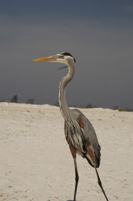 St George heron.jpg