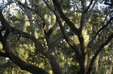 Tampa Spanish Moss 2.jpg