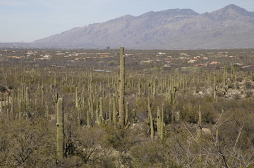 Tucson Saguaro forest.jpg