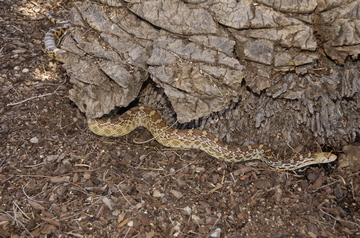 Tucson bull snake.jpg