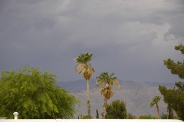 Tucson clouds palms.jpg