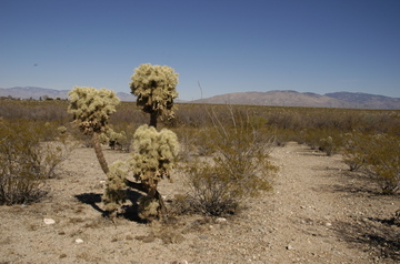 Tucson desert walk.jpg