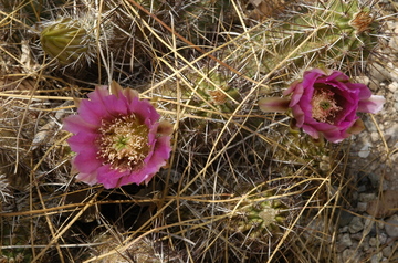 Tucson flowering 1.jpg