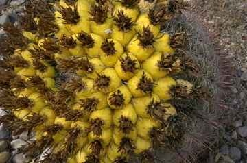 Tucson flowering 2.jpg