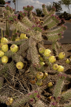 Tucson flowering 5.jpg