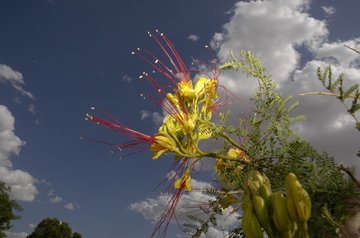 Tucson flowering 6.jpg