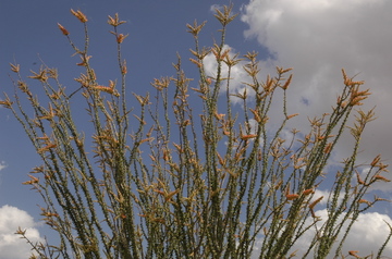 Tucson flowering 7.jpg