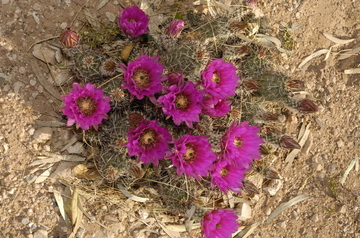 Tucson flowering 8.jpg