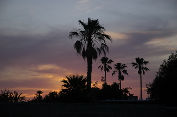 Tucson sunset palms.jpg