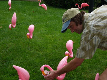 Vergennes Adam flamingo.jpg
