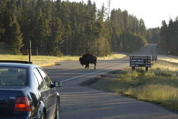 Yellowstone bison backup.jpg