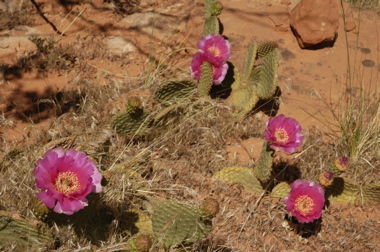 Zion cactus flowers.jpg