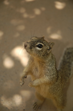 Zion squirrel.jpg