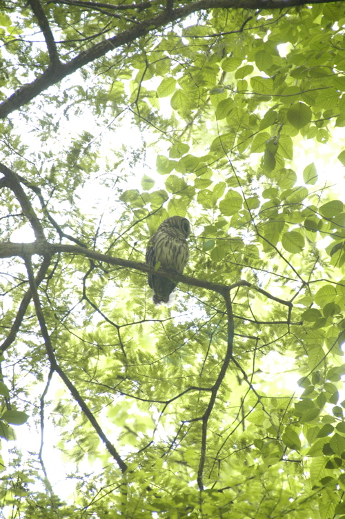 congaree-barred-owl.jpg