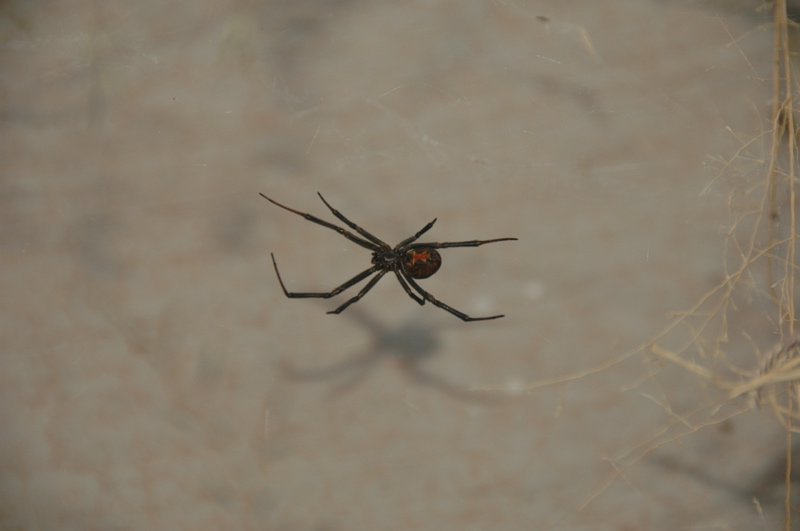 rodeo-black-widow-spider.jpg